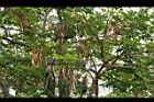 黃金風鈴木-實03.jpg