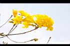 黃金風鈴木-花08.JPG