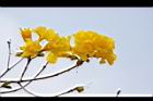 黃金風鈴木-花09.JPG