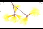 黃金風鈴木-花16.jpg