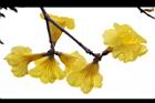 黃金風鈴木-花18.jpg