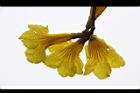 黃金風鈴木-花20.jpg