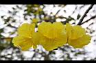 黃金風鈴木-花30.jpg