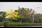 黃金風鈴木26.jpg