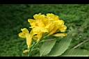 黃鐘花-花19.jpg