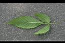 黃鐘花-葉背1.jpg