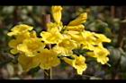黃鐘花-花03.jpg