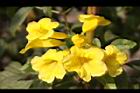 黃鐘花-花04.jpg