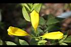 黃鐘花-花05.jpg