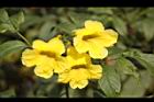黃鐘花-花06.jpg