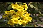 黃鐘花-花07.jpg