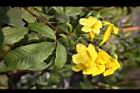 黃鐘花-花08.jpg