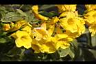 黃鐘花-花10.jpg