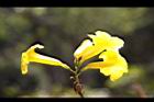 黃鐘花-花11.jpg