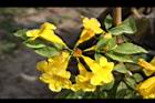 黃鐘花-花12.jpg