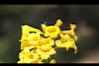 黃鐘花-花17.jpg