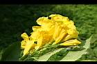 黃鐘花-花20.jpg