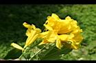 黃鐘花-花22.jpg