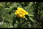 黃鐘花-花27.JPG
