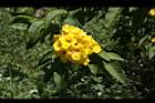 黃鐘花-花28.JPG