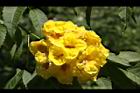 黃鐘花-花29.JPG