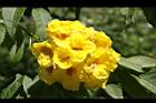 黃鐘花-花30.JPG