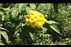 黃鐘花-花31.JPG