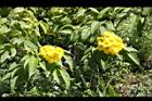 黃鐘花-花33.JPG