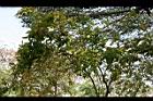 黃鐘花17.jpg