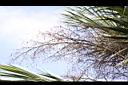 龍鱗櫚-果序06.JPG
