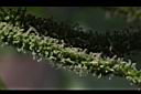 長果桑-雌花00.JPG
