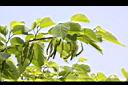 長果桑-青實02.jpg
