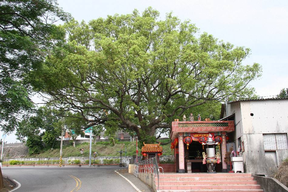 全株